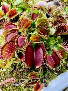 Venus flytraps