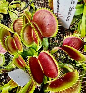Venus flytraps