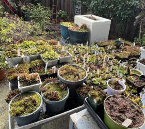 pots of dormant venus flytraps